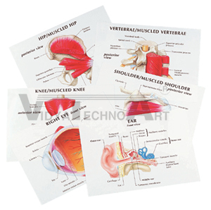 Anatomical Models Anatomy Transparencies